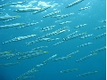カマス