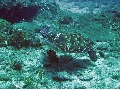 ウミガメ