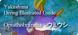 屋久島ダイビング図鑑-ウミウシ-