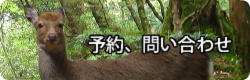 カヤック予約